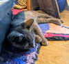 RONAN - Maybe the Sweetest Kitten!