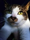 KAIRI - Offered by Owner - Calm and Friendly