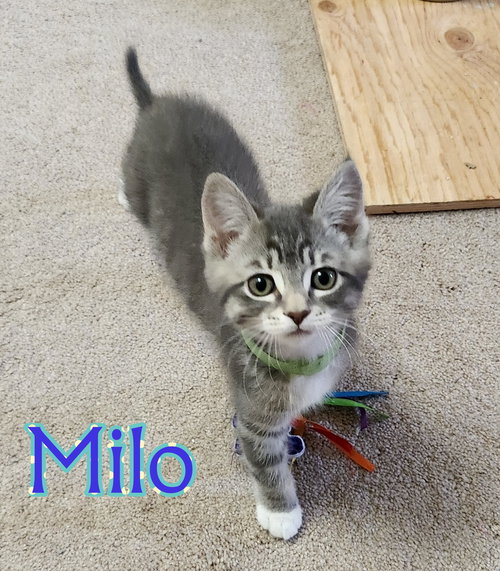 MILO - Artist Collection Kitten