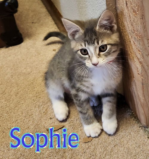 SOPHIE - Artist Collection Kitten