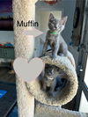 Muffin and Thumper