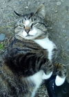 MAURICE - Offered by Owner