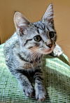 Dexter -  Friendly Male Kitten