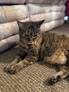 MISS KITTY - Offered by Owner - Sweet Senior