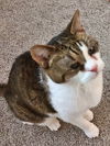 LEON -Offered by Owner -Lifetime Vet Care Included