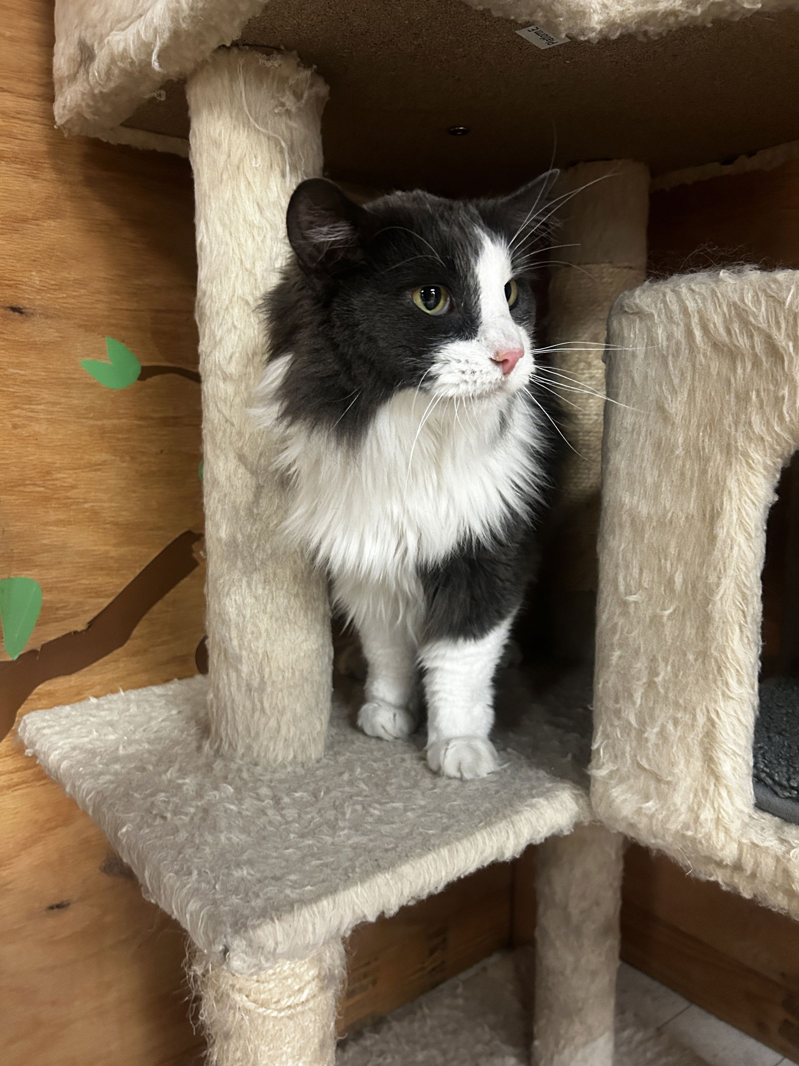 adoptable Cat in Hillsboro, OR named CARLO - Offered by Owner