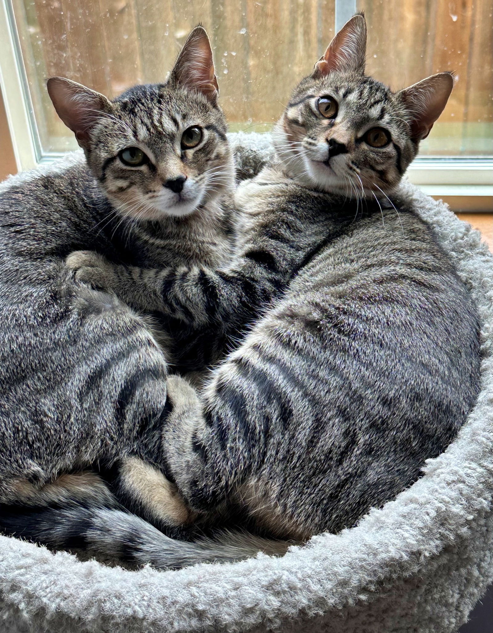 adoptable Cat in Hillsboro, OR named HOLLYWOOD and VIPER - Sister Pair