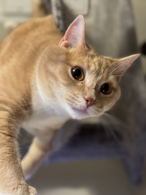 MR. PICKLES - Offered by Owner - Family Cat