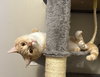 MR. PICKLES - Offered by Owner - Family Cat