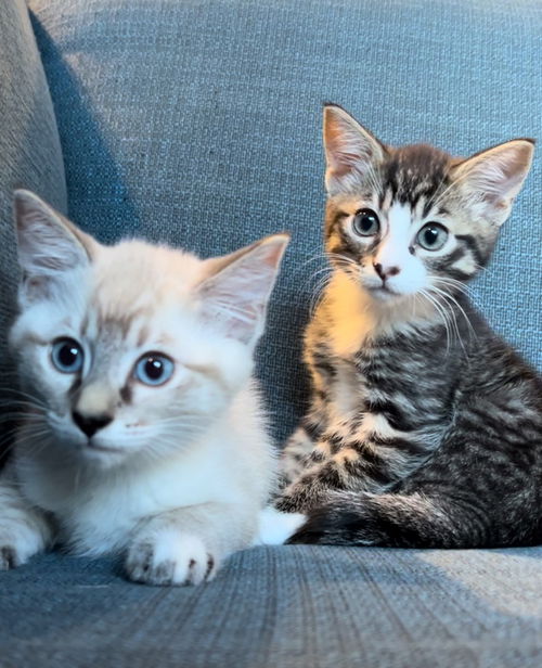 SALT & PEPPER - Sweet Female Kittens