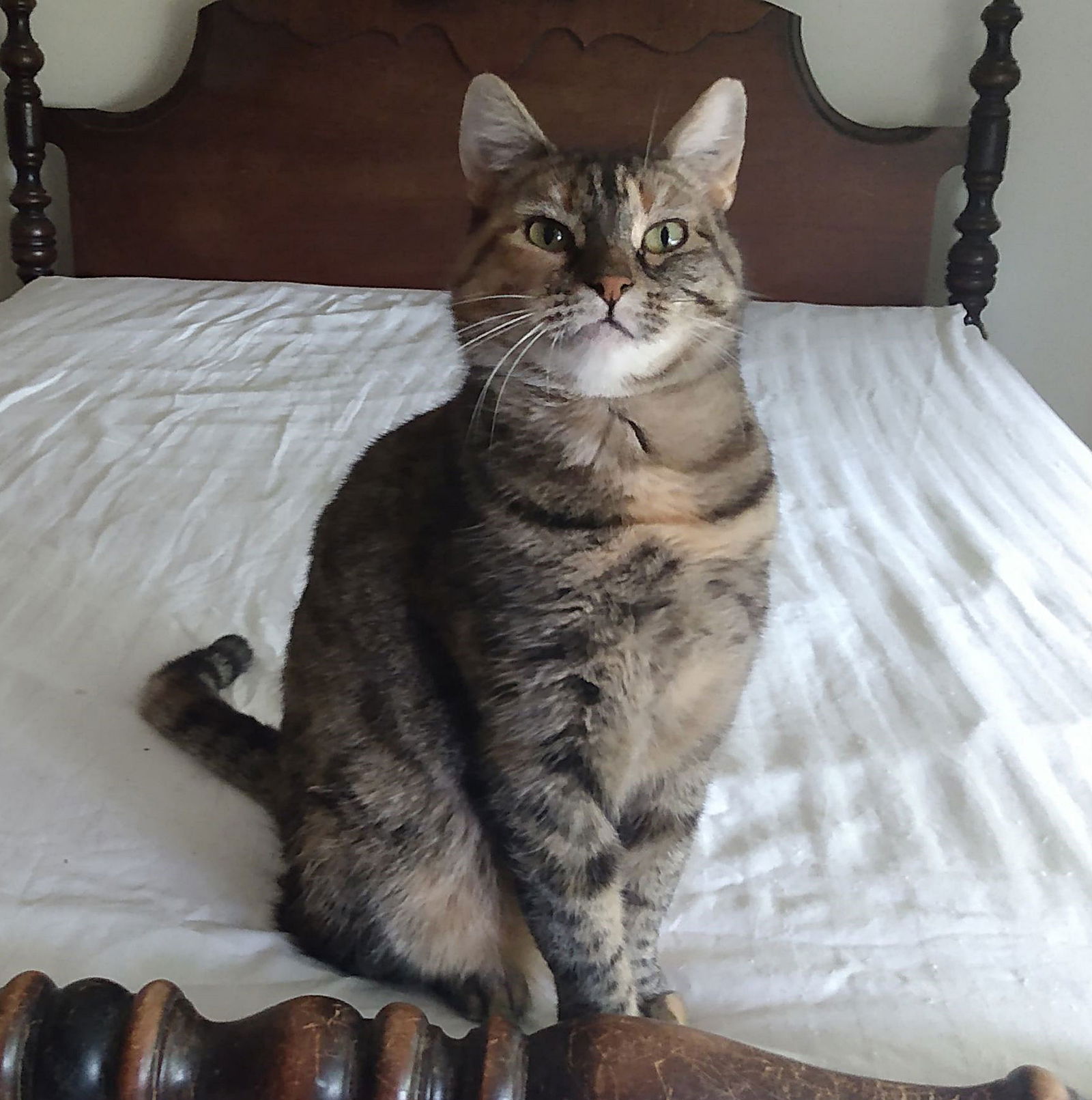 adoptable Cat in Hillsboro, OR named WILLOW (and Valentine) Offered by Owner - Pair