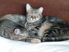 adoptable Cat in , OR named VALENTINE (and Willow)-Offered by Owner