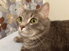 adoptable Cat in , OR named HOLLEN - Offered by Owner - Young male