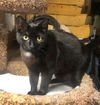 adoptable Cat in , OR named DOTTIE - Offered by Owner - Playful & Sweet