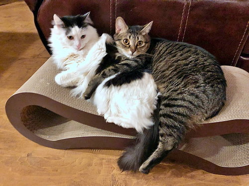 COPPER & DAFFODIL - Offred by Owner - Bonded Pair