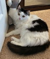 COPPER & DAFFODIL - Offred by Owner - Bonded Pair