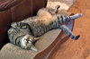 COPPER & DAFFODIL - Offred by Owner - Bonded Pair