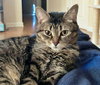 COPPER & DAFFODIL - Offred by Owner - Bonded Pair