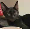 adoptable Cat in , OR named BLOOM ~ Super Sweet young adult