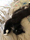 adoptable Cat in  named Holly Golightly - Offered by Owner - Teen mom