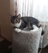 adoptable Cat in , OR named MIA - Offered by Owner - Looking 4 a Single Cat?