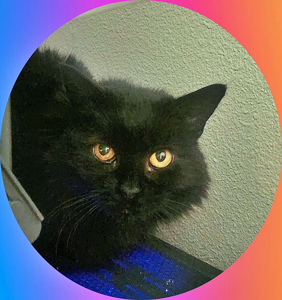 adoptable Cat in Hillsboro, OR named FANCY - Offered by Owner - Healthy Senior