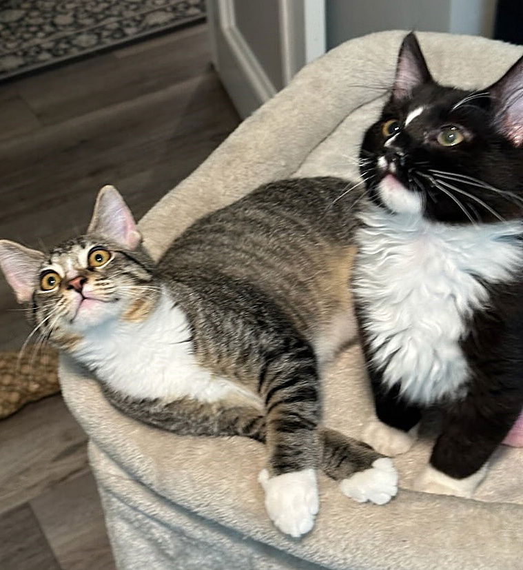 adoptable Cat in Hillsboro, OR named ELKE & HANNA - Great Family Pair