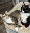 adoptable Cat in , OR named ELKE & HANNA - Great Family Pair