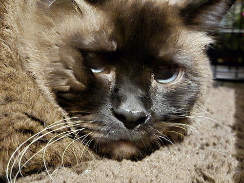 MR. BLUE - Offered by Owner