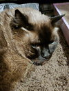 MR. BLUE - Offered by Owner