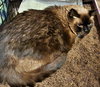 MR. BLUE - Offered by Owner