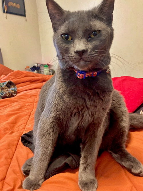 QUEENIE - Offered by Owner -Young Russian Blue Mix