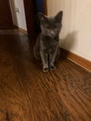 QUEENIE - Offered by Owner -Young Russian Blue Mix