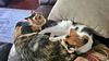 LILY & DAISY- Offered by Owner - Young Calicos