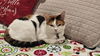 LILY & DAISY- Offered by Owner - Young Calicos