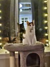 LILY & DAISY- Offered by Owner - Young Calicos