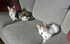 LILY & DAISY- Offered by Owner - Young Calicos