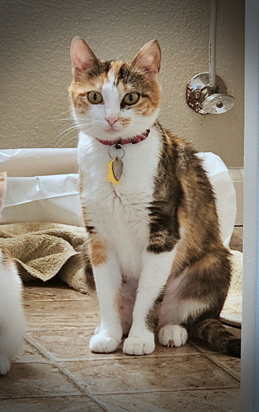 adoptable Cat in Hillsboro, OR named LILY (3) - Offered by Owner - Young Calico