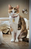 adoptable Cat in , OR named LILY (3) - Offered by Owner - Young Calico