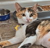 LILY (3) - Offered by Owner - Young Calico