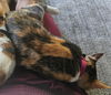 LILY (3) - Offered by Owner - Young Calico