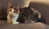 LILY (3) - Offered by Owner - Young Calico