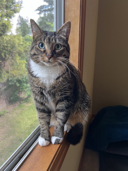 SIGIRA - Offered by Owner - Good w/Dogs