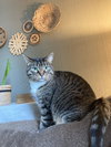 SIGIRA - Offered by Owner - Good w/Dogs