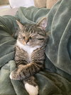 SIGIRA - Offered by Owner - Good w/Dogs