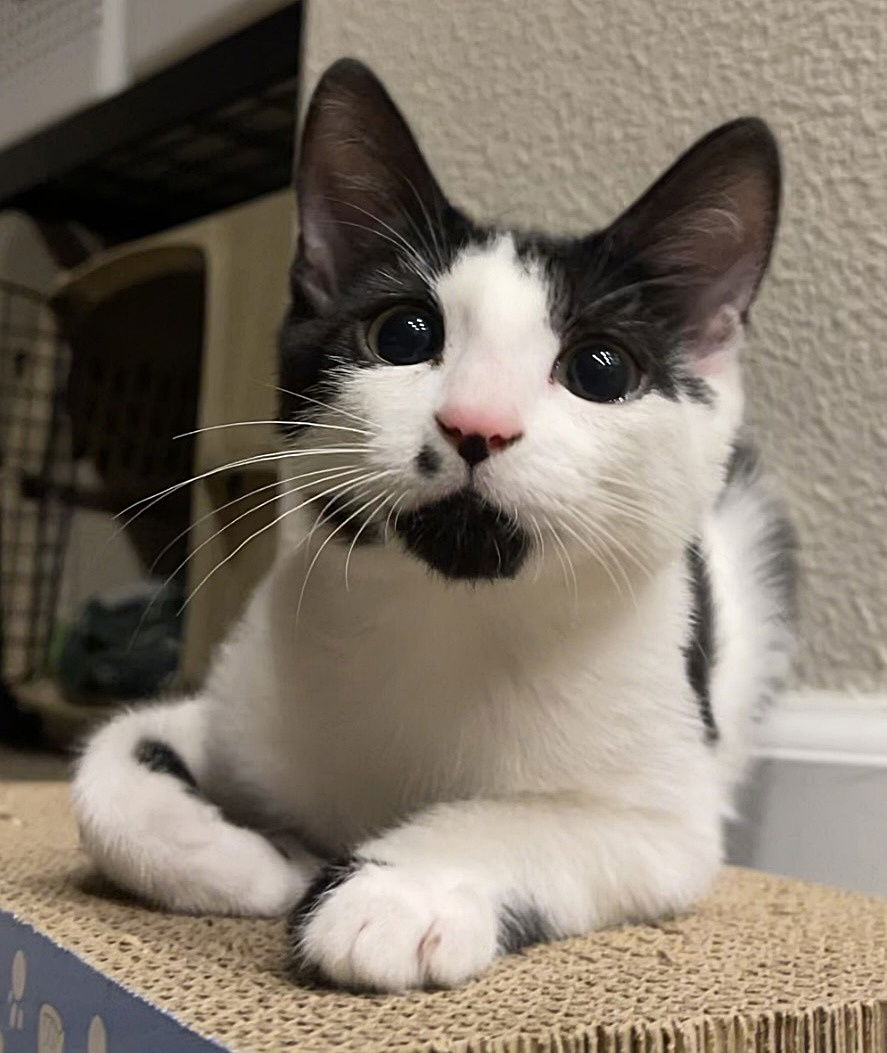 adoptable Cat in Hillsboro, OR named JACK-JACK