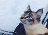 MYA - Offered by Owner - Siamese Mix