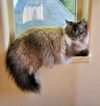 adoptable Cat in , OR named MYA - Offered by Owner - Siamese Mix