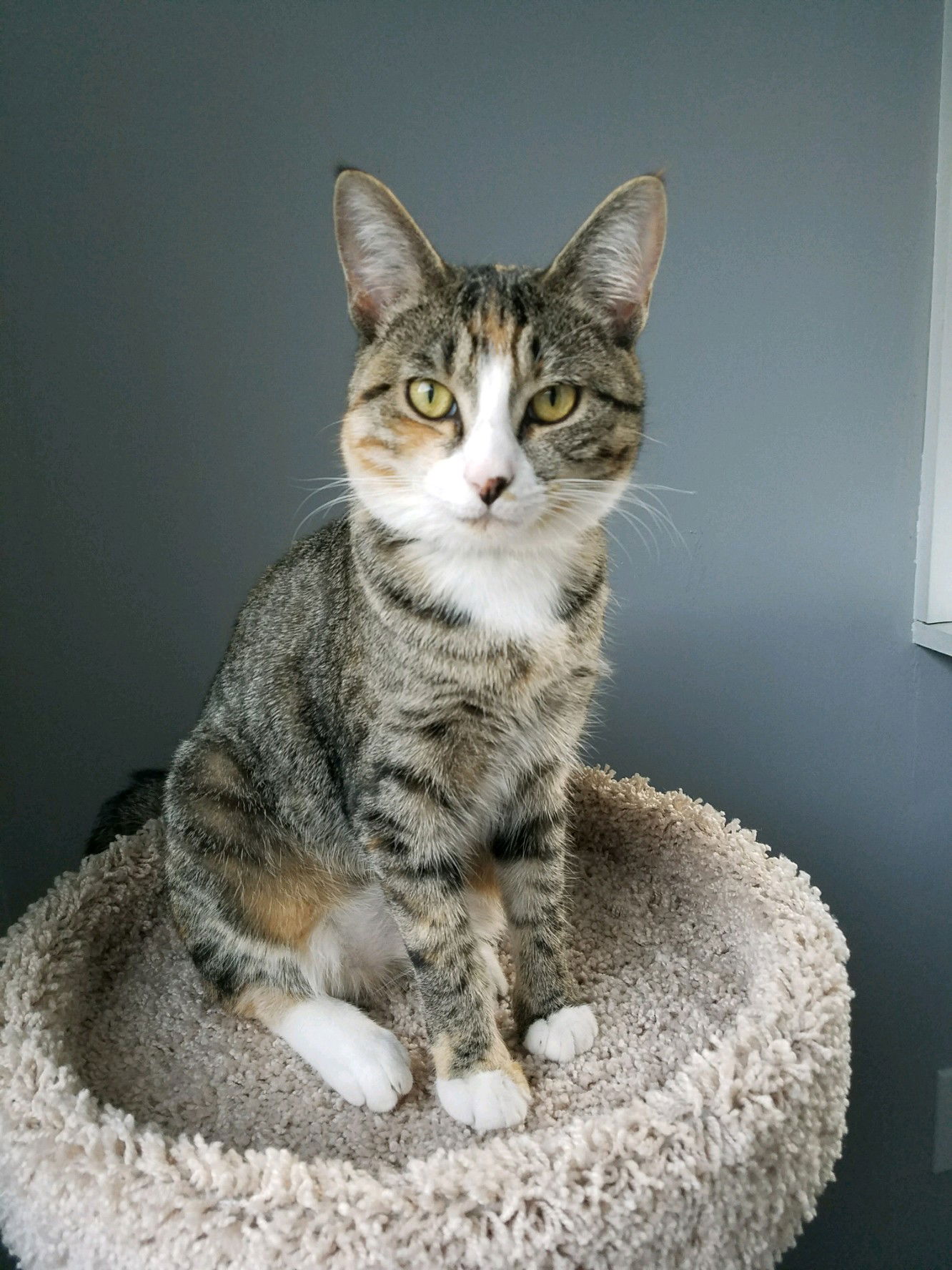 adoptable Cat in Hillsboro, OR named MAYA OWL - Offered by Owner