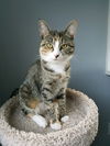 adoptable Cat in , OR named MAYA OWL - Offered by Owner